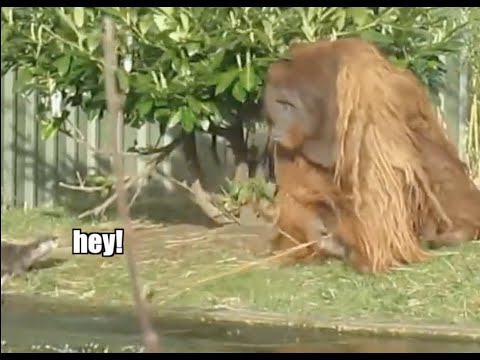 Someone Gave This Video Of Otters Trying To Play With An Orangutan The Most Hilarious Voiceover